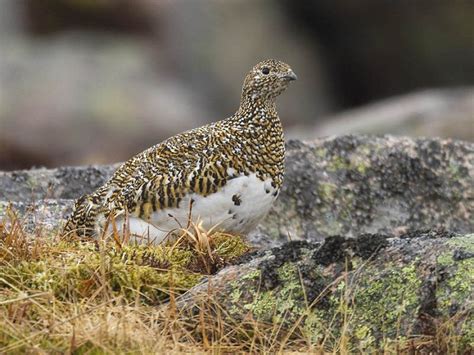 Rock Ptarmigan Facts, Distribution, Adaptations, Pictures