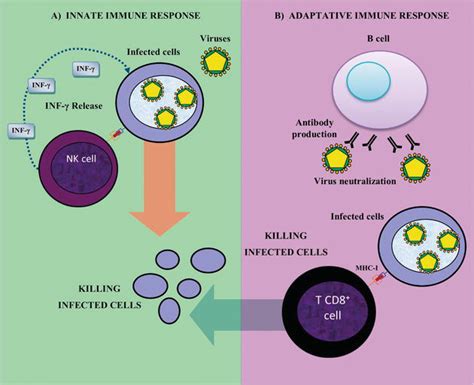 Physiology and Pathology of Innate Immune Response Against Pathogens ...