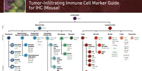 Guide: Assessing Tumor-infiltrating Immune Cell Phenotype & Function