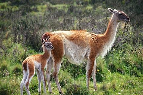 Chile Wildlife Watching guide