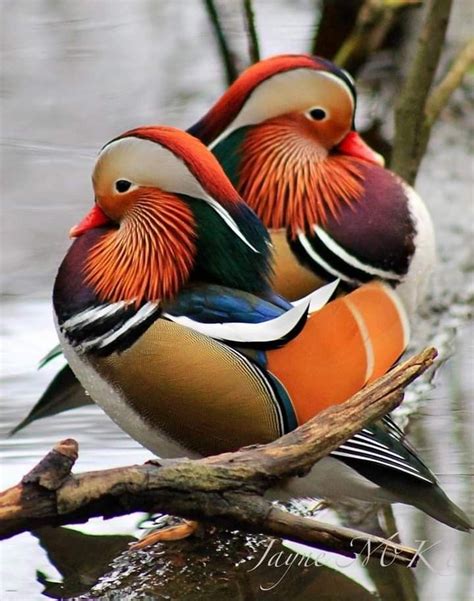 two colorful birds sitting on top of a tree branch