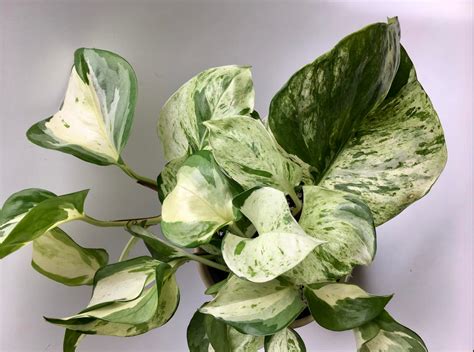 Pothos varieties: identification guide + care tips – HOUSE PLANT HOUSE