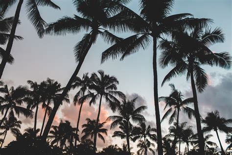 Free Images : silhouette, sky, sunset, palm tree, flower, wind, jungle ...