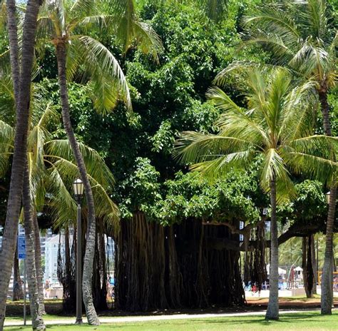 Banyan Tree Waikiki Beach Park HI | Waikiki beach, Beautiful beaches, Banyan tree