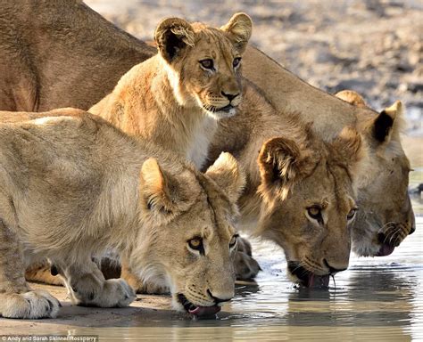 Globetrotting couple captures spectacular intimate photos of lions ...