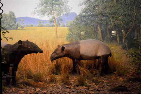 Chicago, IL - Grant Park - Field Museum - Malayan Tapir | Flickr