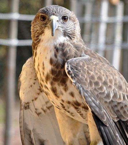 Hawaiian Hawk (Buteo solitarius) by C.S. Drake, via Flickr | Bird hunter, Wild birds, Pet birds