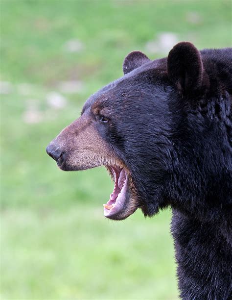 Roar! - Black Bear by Jim Cumming - Photo 8337915 / 500px