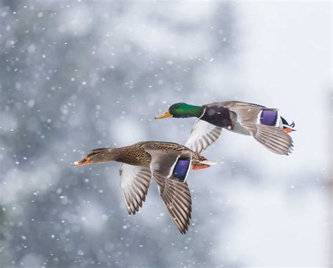 Tips for Late Season Duck Hunting Tactics and Strategy