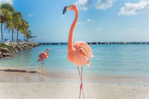 Flamingo on the beach - Wallpaper