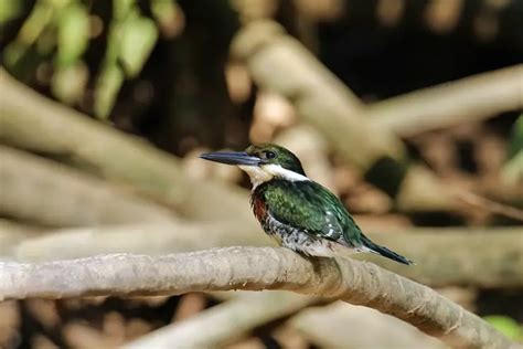 10 Types of Green Birds (with Pictures and Information)