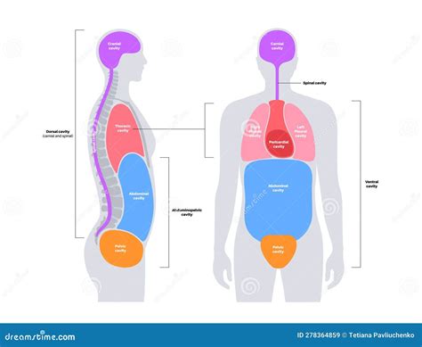 Body cavities poster stock vector. Illustration of compartment - 278364859