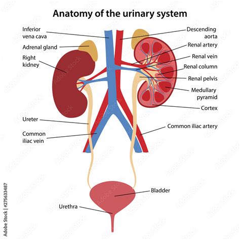 Human Urinary System Diagram Labeled