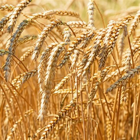 Premium Photo | Wheat harvest