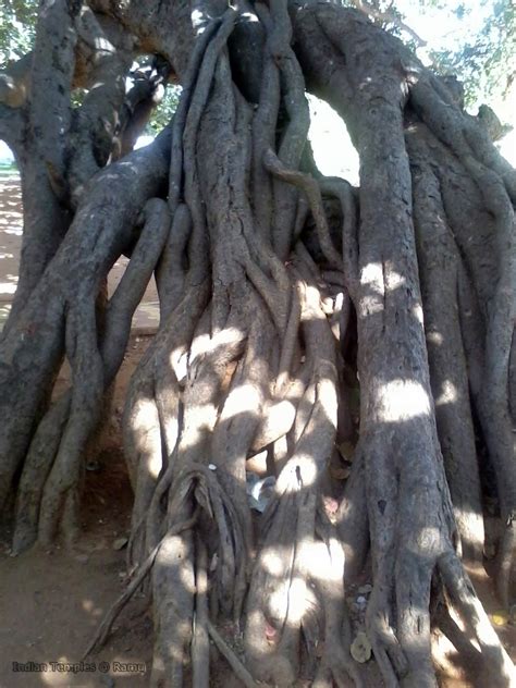 Pillalamarri Banyan Tree in Mahabubnagar - Indian Temples List