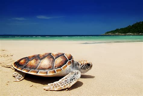 Sea Turtles - The Air Breathing Reptiles - MyStart