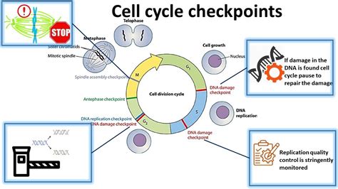 Checkpoints Of The Cell Cycle