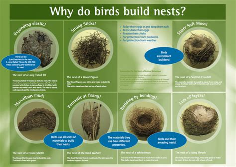 Primary resources | Why do birds, Primary resources, Wood pigeon