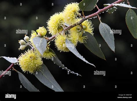 River red gum (Eucalyptus camaldulensis) leaves and flowers in the rain ...