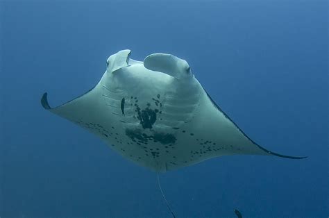 Celebrating and Protecting Manta Rays – Shark Stewards