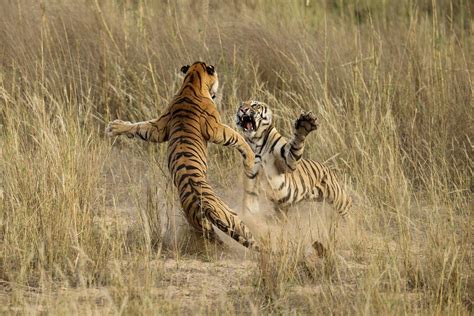 Tiger vs tiger| Tiger fight: Two tigers engage in brutal fight ...