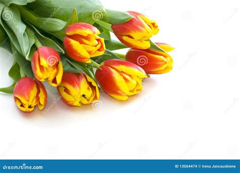 Bunch of tulips stock photo. Image of leaves, copyspace - 13064474