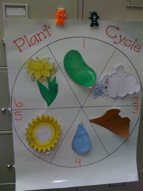 Parts of a Plant and Plant Life Cycle | Life cycles kindergarten, Plant life cycle, Parts of a plant