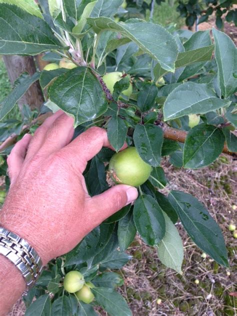 Harvest Time on the Horizon for SweeTango Apples - SweeTango