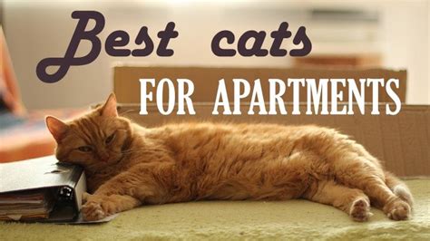 The Best Cat Breeds For Apartments And Small Houses