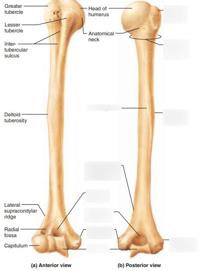 Supracondylar Ridge Of Humerus