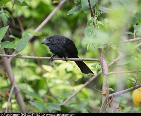 Groove-billed Ani | Audubon Field Guide