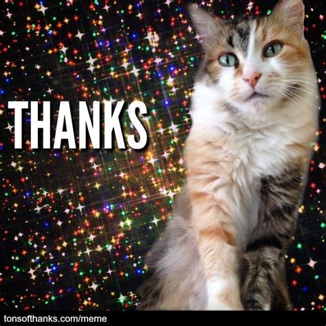 56 Cute Cat Thank You Memes | Thank you memes, Funny cat memes, Cats