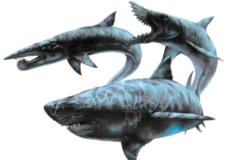 Stethacanthus Vs Megalodon