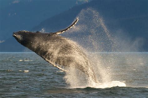 Humpback Whales May No Longer Be Endangered | Time