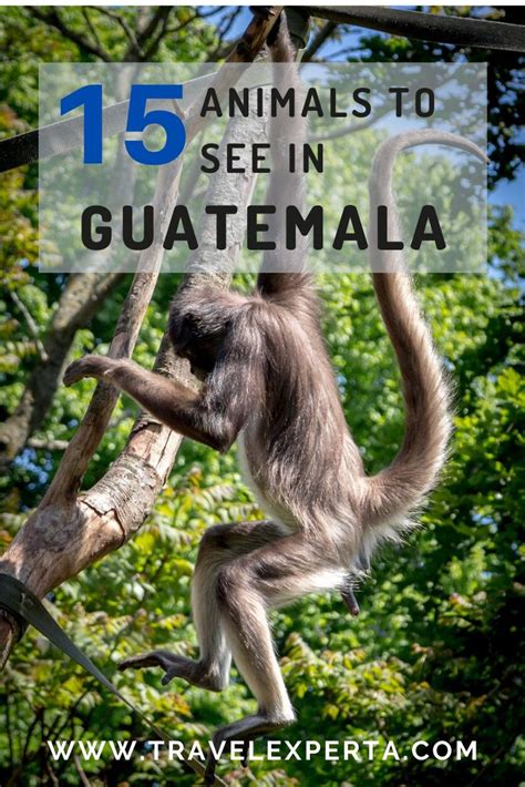 Guatemala Wildlife – Top 15 Animals to See in 2020 | Wildlife, Wildlife ...