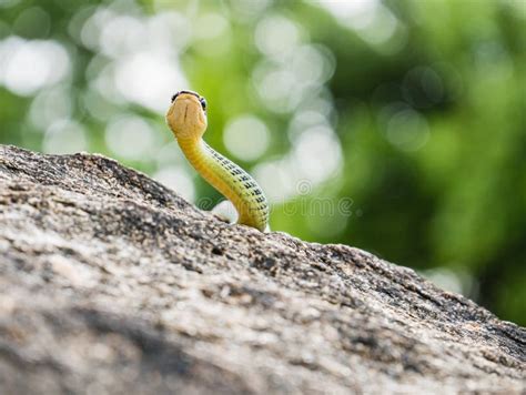 Golden Tree Snake & X28;Chrysopelea Ornata& X29; Stock Photo - Image of ...