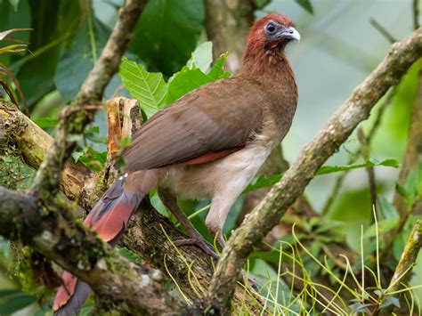 ズアカヒメシャクケイ - eBird