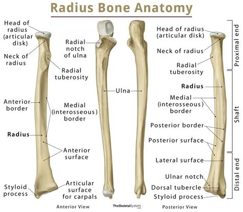 자유팔뼈 Free Bone of Upper Limb위팔뼈(상완골 Humerus) 자뼈(척골 Ulna) 노뼈(요골 Radius) : 네이버 블로그