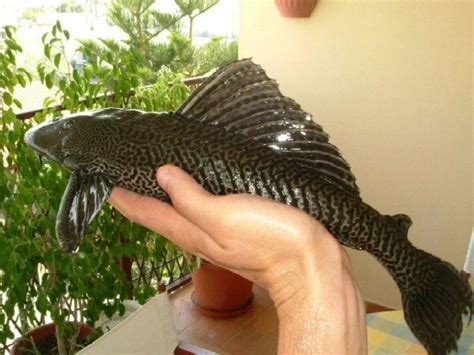 Plecostomus in my pond