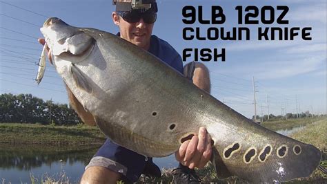 9lb 12oz Giant Clown Knife Fish on a Jerkbait Fishing Florida Day 3 - YouTube