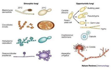 Identification Of Fungi Pdf