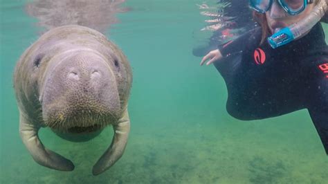 My Guide to Booking the Best Manatee Tours in Crystal River, Florida