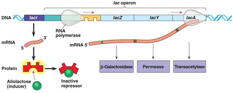 How would you describe the effect a repressor has on the lac operon ...