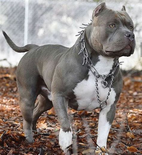 Check what new we have in store Love pitbulls | Bully breeds dogs ...