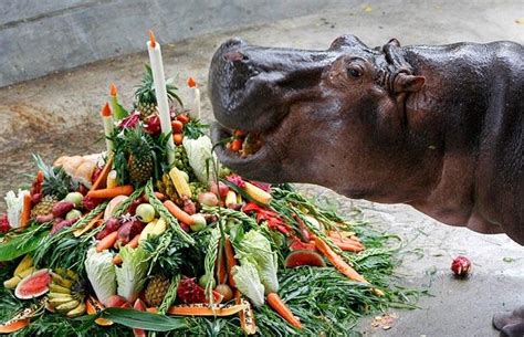 Animal pictures of the week: 22 October 2008 | Hippopotamus, Animal ...