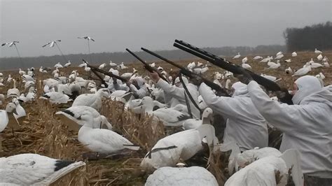 Snow geese require special shot choices, sizes and shotgun chokes