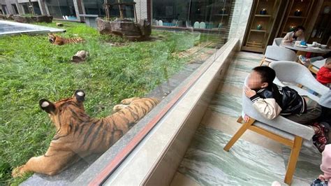 Forget About Sea View. This Hotel In China Offers Tiger View Rooms