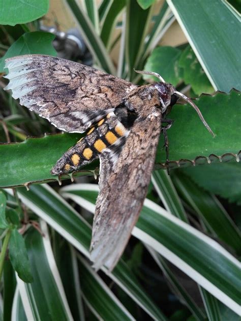 A tomato hornworm moth | Hornworm moth, Tomato hornworm moth, Tomato ...