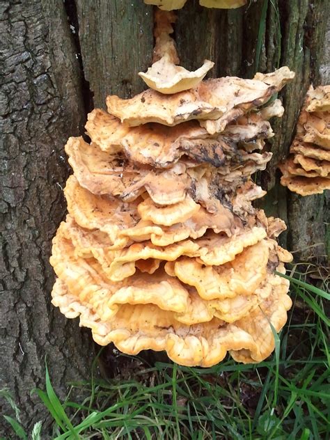 ID me a braket fungi.. - Mushroom Hunting and Identification ...