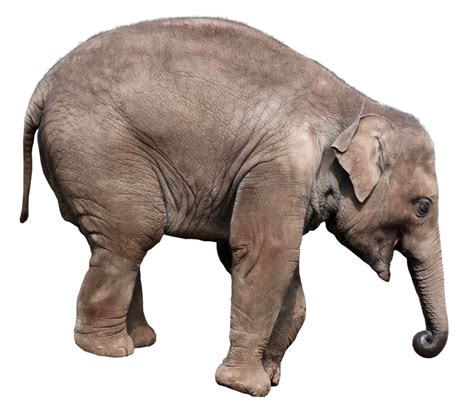 Gray Elephant Standing PNG Image - PurePNG | Free transparent CC0 PNG Image Library